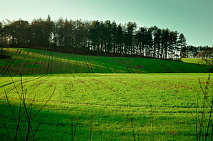 green lawn grass near trees during daytime HD wallpaper