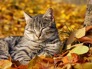 macro shot photography of silver tabby cat near tree
