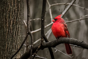 red Cardinal bird on tree twig HD wallpaper
