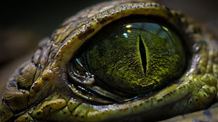 reptile eye, crocodiles, eyes HD wallpaper