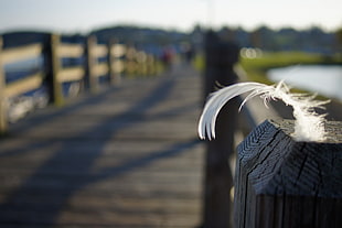 selective focus photography of white feather on wooden bridge