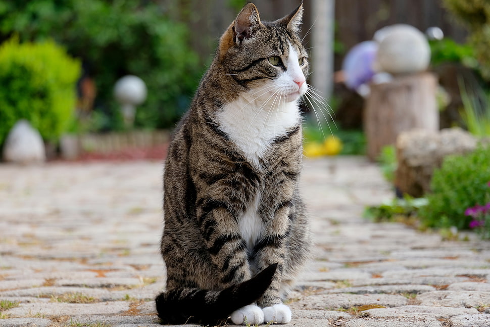 gray tabby cat sitting on concrete floor HD wallpaper