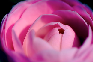 pink flower on focused lens, camellia