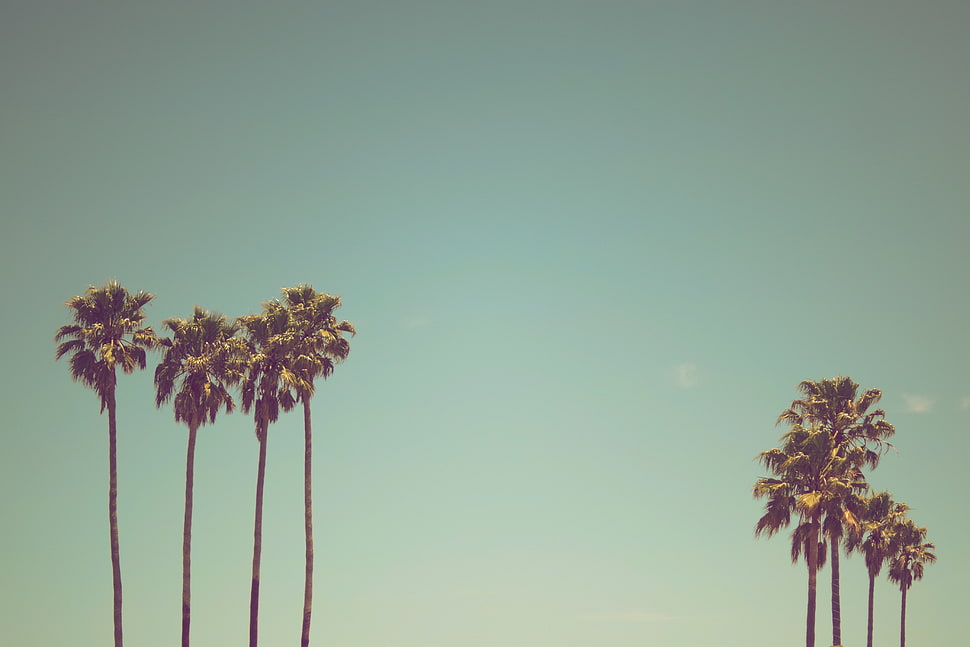 green coconut palm trees HD wallpaper
