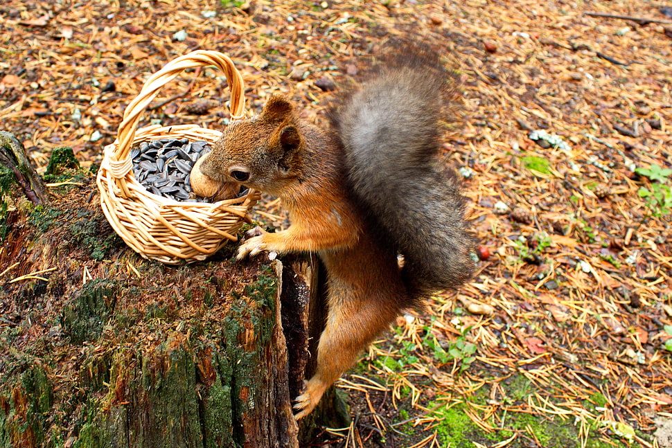brown squirrel standing near the brown wicker basket HD wallpaper
