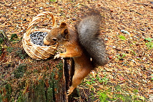 brown squirrel standing near the brown wicker basket