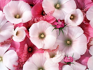 white and pink petaled flowers HD wallpaper