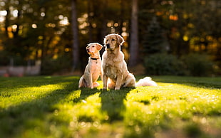 two golden labrador retrievers sitting on green lawn during daytime
