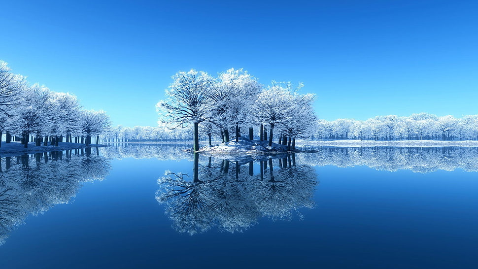 white trees photography HD wallpaper