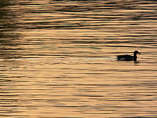silhouette of paddling duck on body of water during golden hour HD wallpaper