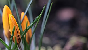 closeup photo of yellow flower buds