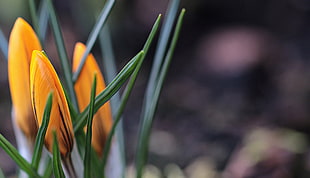 closeup photo of yellow flower buds HD wallpaper