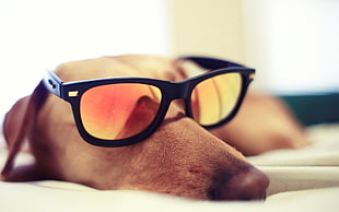 short-coated brown dog, animals, dog, sunglasses, closeup