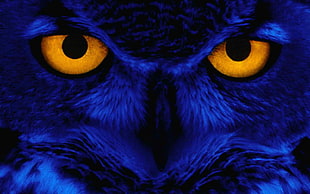 blue cat wallpaper HD wallpaper