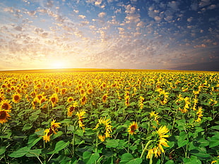sunflower field, nature