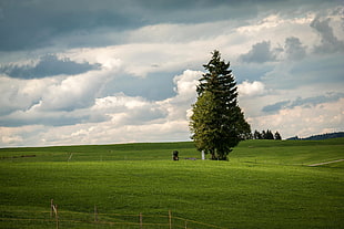 tree in the middle of grass field HD wallpaper