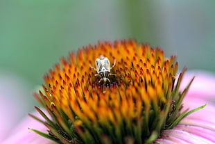 yellow and black shield bug on flower, colorado
