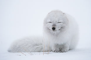 white fox, wildlife, animals, fox, arctic fox HD wallpaper