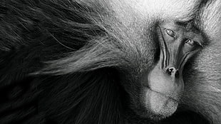 grayscale photo monkey, nature, animals, monochrome, monkey HD wallpaper
