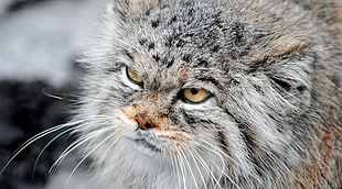 close-up photo of gray long-haired cat