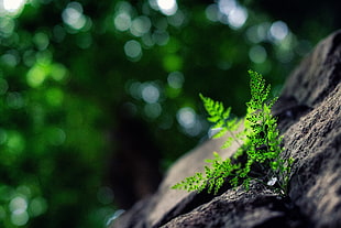 close up photo of green fern plant HD wallpaper