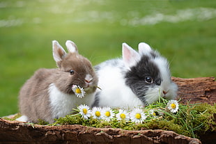 two white and brown rabbits on tree trunk