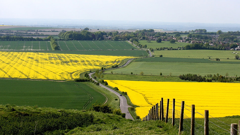 yellow and green field during daytime HD wallpaper
