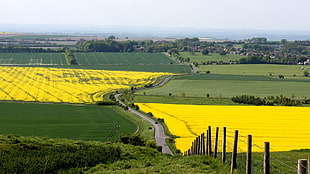 yellow and green field during daytime