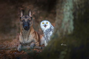 white owl and adult black and ftan German shepherd, photography, nature, animals, birds