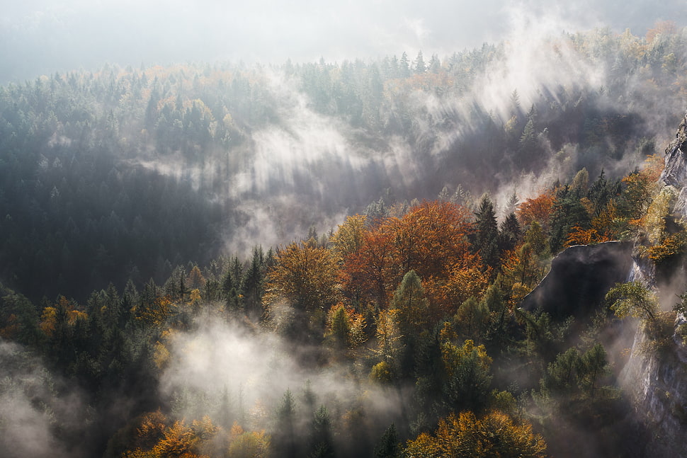 forest covered with fogs HD wallpaper