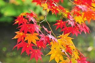 yellow and red Mapple leaves