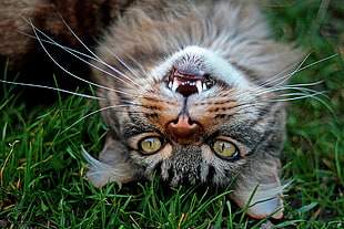tabby cat laying on green grass