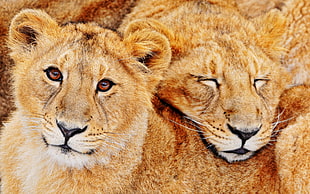 two Lioness HD wallpaper