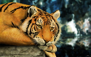 Tiger painting, tiger, big cats, animals