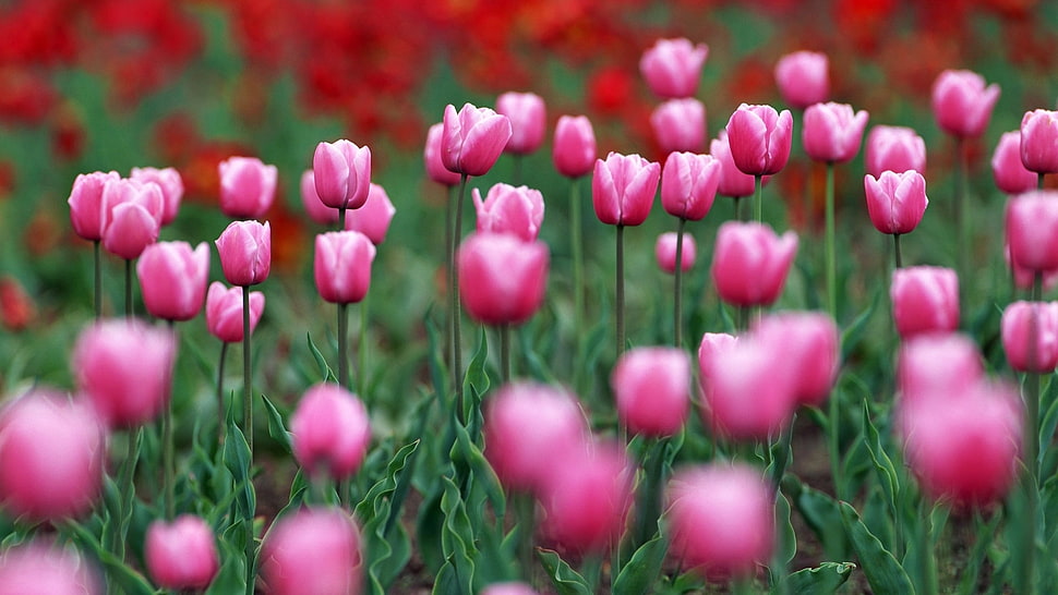 pink and red tulip field at daytime HD wallpaper