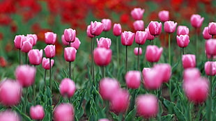 pink and red tulip field at daytime