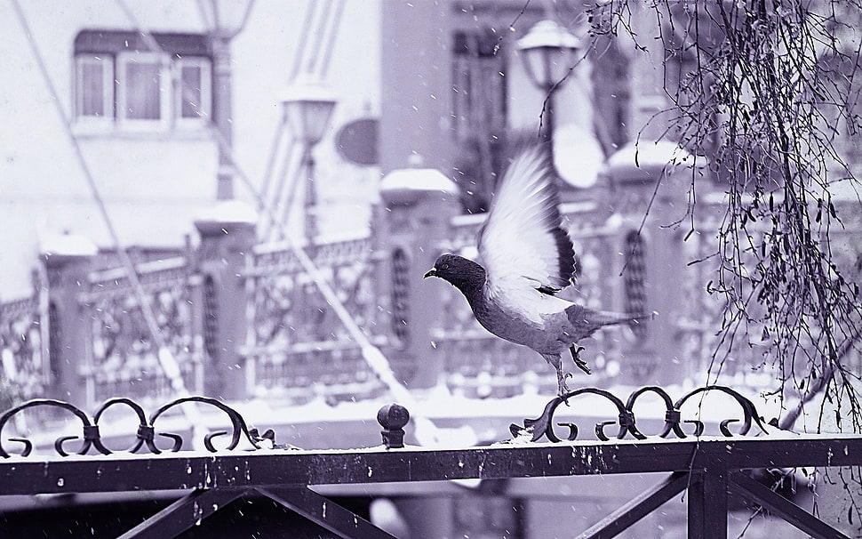 grayscale photography of Pigeon perching on metal gate HD wallpaper