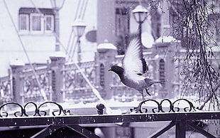 grayscale photography of Pigeon perching on metal gate