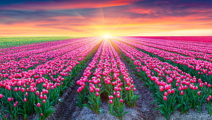 pink tulip flower field during sunrise HD wallpaper