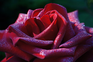 close shot of red rose