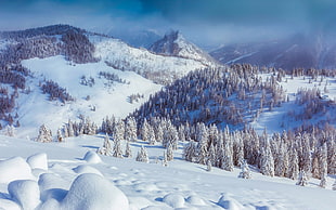 gray pine trees, Austria, Mountains, Snow