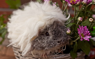 gray guinea pig on brown wicker basket with flowers