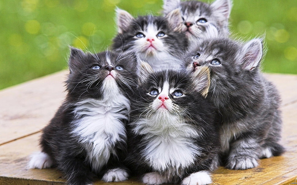 five kittens, cat, animals HD wallpaper