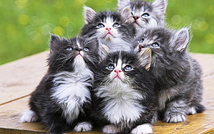 five kittens, cat, animals