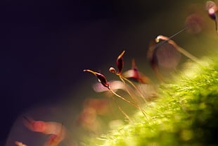 selective photo of red petaled flower