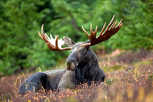 black and brown moose, animals, moose