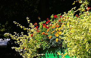 yellow and red petaled flowers