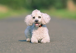 closeup photo of white Poodle sits on ground during daytime