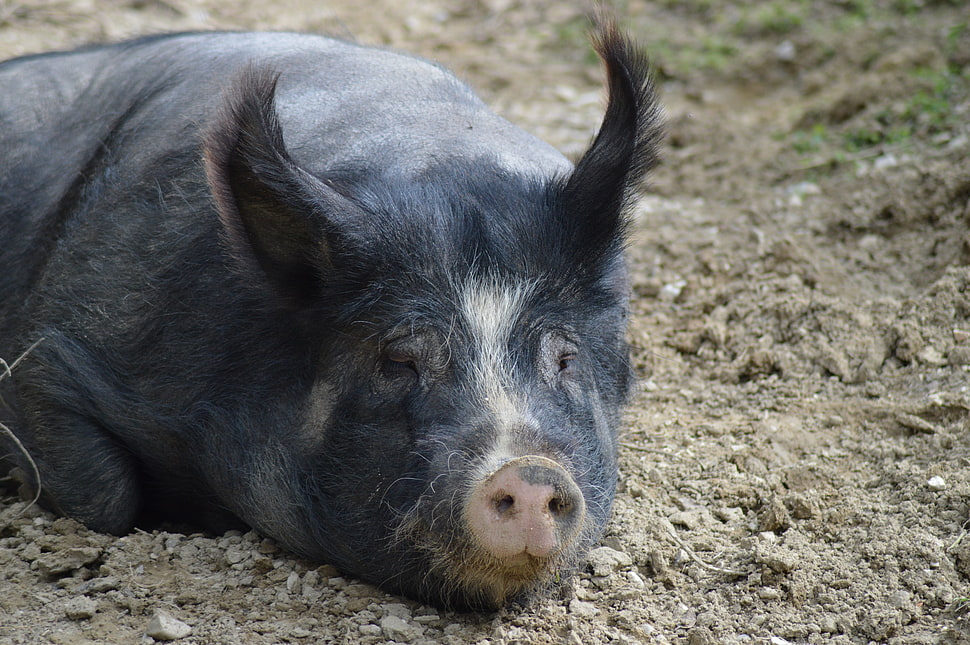 black boar HD wallpaper