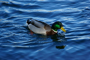 photography of duck swimming on water HD wallpaper